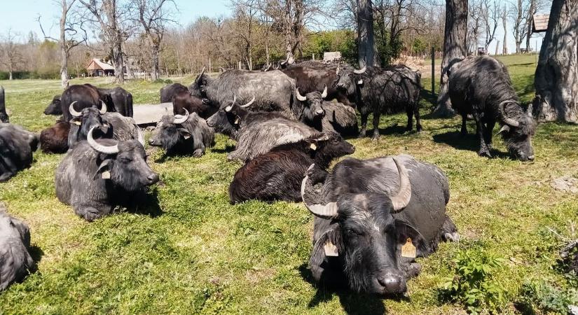 Járványügyi helyzet miatt több balatoni állatpark átmenetileg nem látogatható