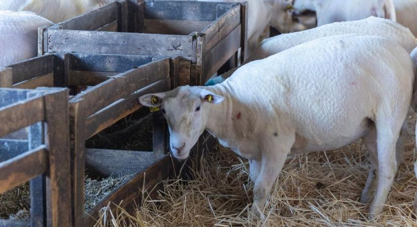 Leállt a bárányexport, kilátástalan helyzetbe kerülhetnek Hevesben is a juhtartók