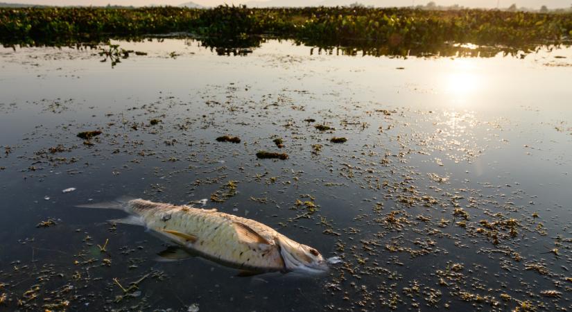 Elfajult a helyzet a Balatonnál: durva, amit a halőrök találtak a tóban