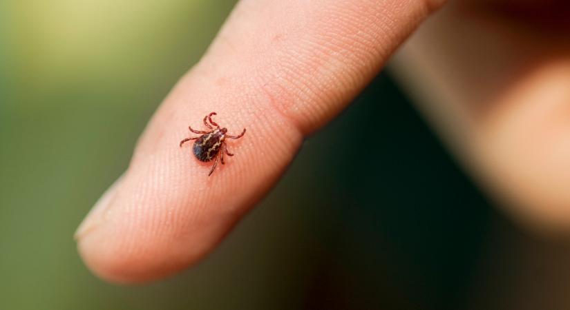 Erre a rejtett veszélyre figyeljünk: így hat a szívünkre a Lyme-kór