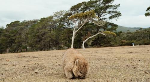 Ausztrália felülvizsgálja a wombatkölyköt felragadó amerikai influenszer vízumát