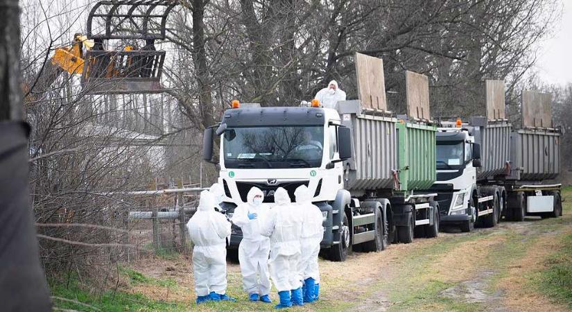 Egyre durvul a járványhelyzet Magyarországon: látogatási tilalmat rendeltek el több balatoni szabadtéri élményközpontban a száj- és körömfájás betegség miatt