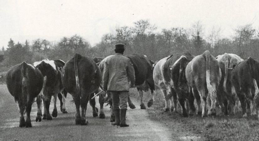 Száj- és körömfájás: még a postát se engedték ki a faluból