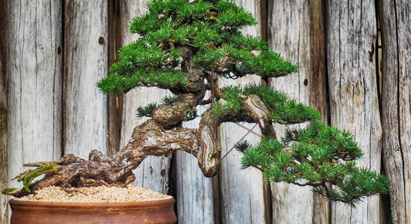 Bonsai kiállítás és szakmai nap