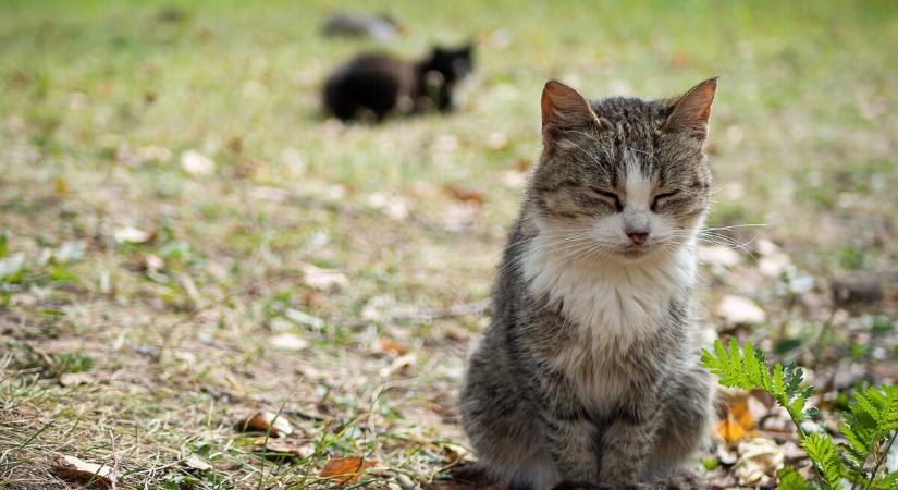 Rászoruló gazdáknak segít a zalai egyesület, de támogatókra is szükségük van