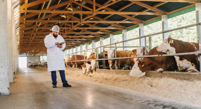 Nagyatád környékén nem jelent meg a ragadós száj- és körömfájás