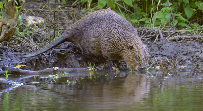 Hódinvázió Sárváron: már dróthálókkal védekeznek a helyiek