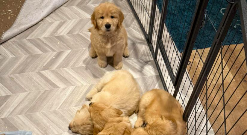 Golden retrievert keres a család: amit egy kiskutya tesz, minden szívet megolvaszt - Videó