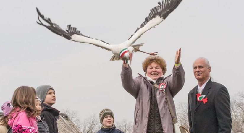 Negyven gólyát engednek szabadon a Hortobágyon