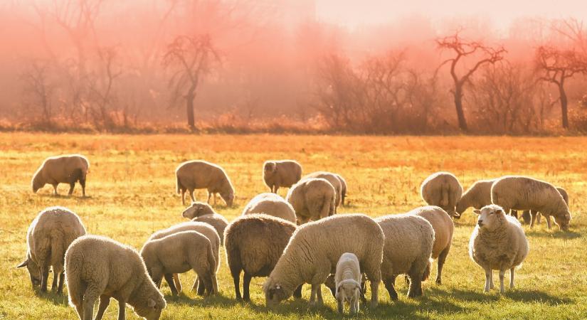 Terjed a járvány, már a Balatonnál is korlátozásokat vezettek be