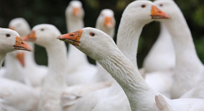 Újra megjelent a madárinfluenza Csongrád-Csanád vármegyében