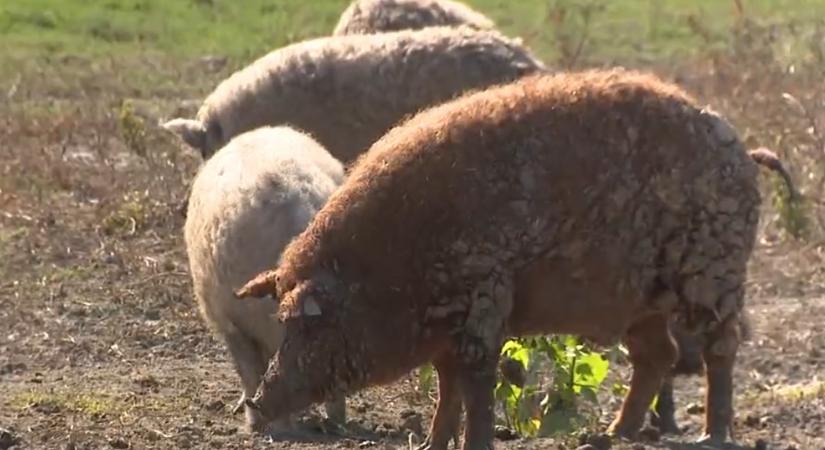 Radar – Forradalmi magyar fejlesztés segíthet megállítani a száj- és körömfájás vírust  videó