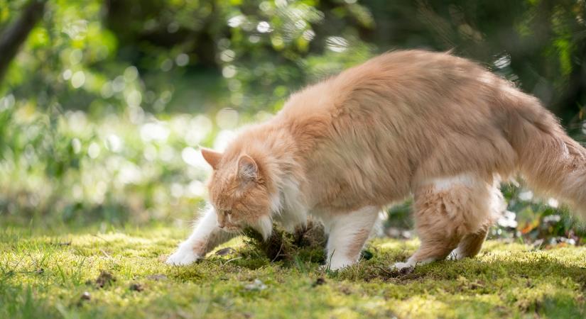 5 érdekes ok, amiért egy macska áshat és kaparhat