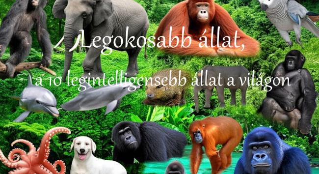 Legokosabb állat – a 10 legintelligensebb állat a világon
