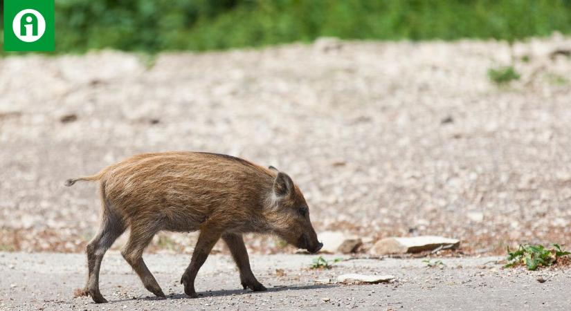 Vad a településeken: van megoldás? Mit tegyünk, ha vaddal találkozunk?