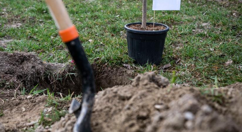 Elindult a településfásítási program tavaszi ültetési időszaka