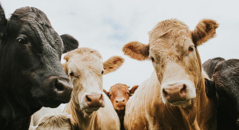 Mitévők legyenek az agráripari szereplők tomboló járvány idején? Megszólal az országos főállatorvos