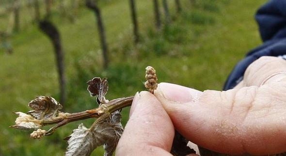 Visszatérnek az éjszakai fagyok