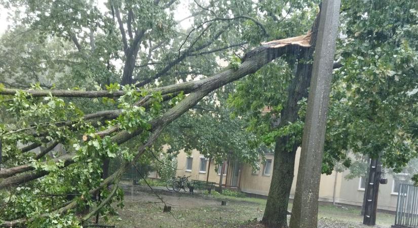 Tragédia: életet követelt a viharos szél, idős férfire dőlt egy fa