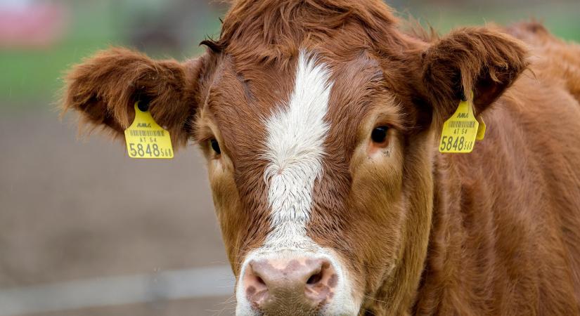 A száj- és körömfájás miatti előírások betartására szólított fel az SPPK