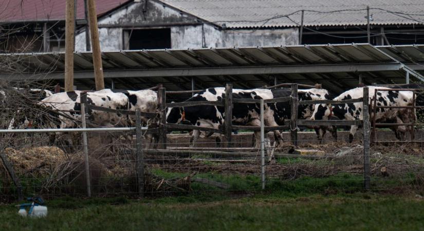 Száj- és körömfájás: ilyen módszerrel ölik le az állatokat