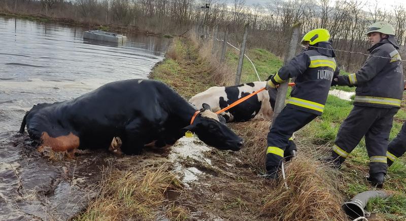 Teheneket mentettek a lánglovagok