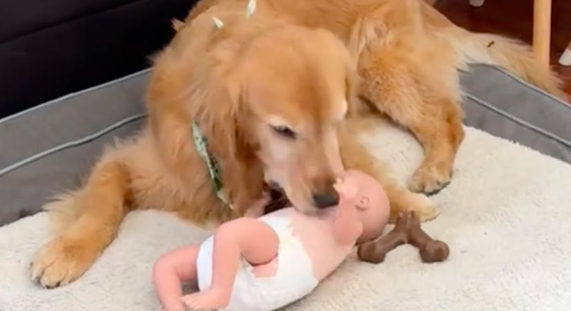 Egy babát adtak a fiuknak a szülők: ijesztő, amit a golden retrieverük ezután tesz - Videó