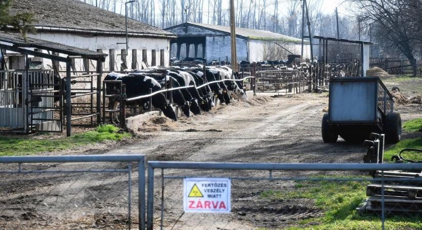 Száj- és körömfájás: megszólalt az agrárminiszter