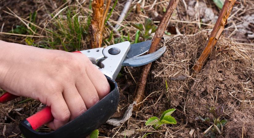 A kertész szomszédom kikotyogta, hogyan kell metszeni a málnabokrot, hogy bő termést hozzon