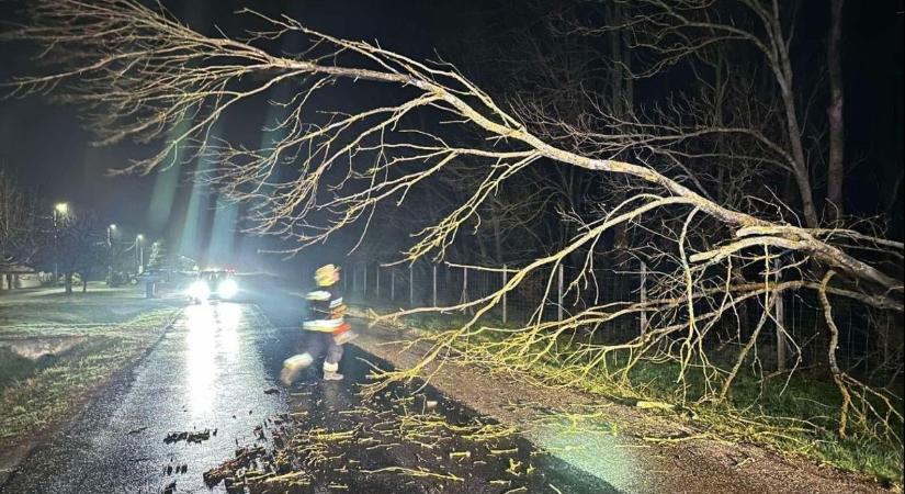 Óriási fa dőlt ki az úttestre Fertődön - fotó