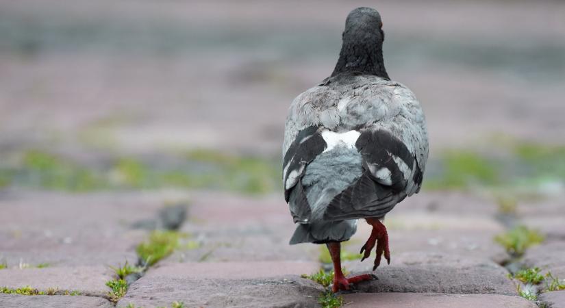 Galambgané keseríti a szegediek életét, és még az időjárás is ellenük fordult