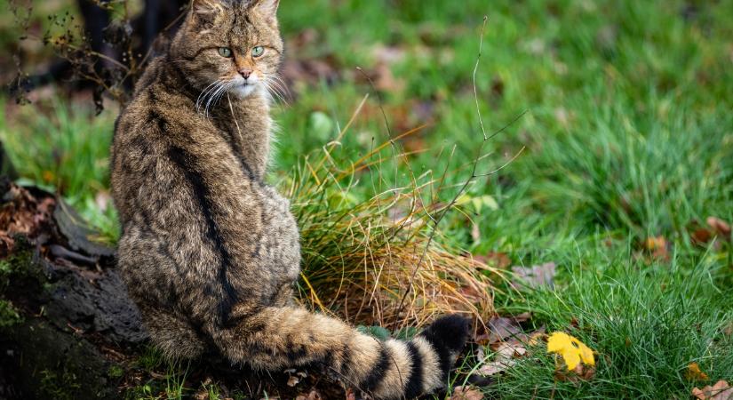 Mennyit tudsz a vadmacskáról? – Kvíz