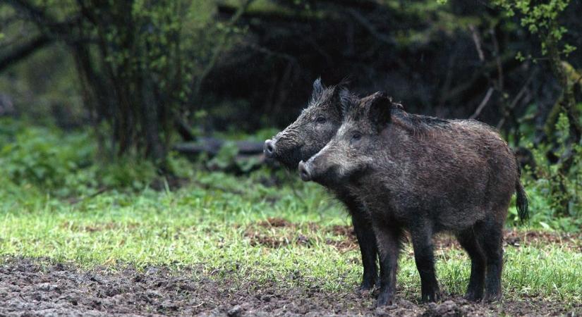 Villanypóznára mászott a vaddisznók elől menekülő pécsi férfi