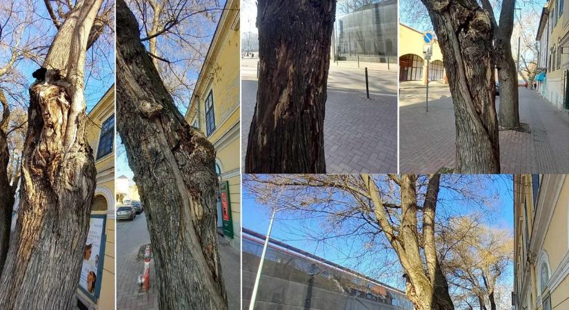 Eltávolítják a korhadt japánakácokat az Alba Plaza mögött