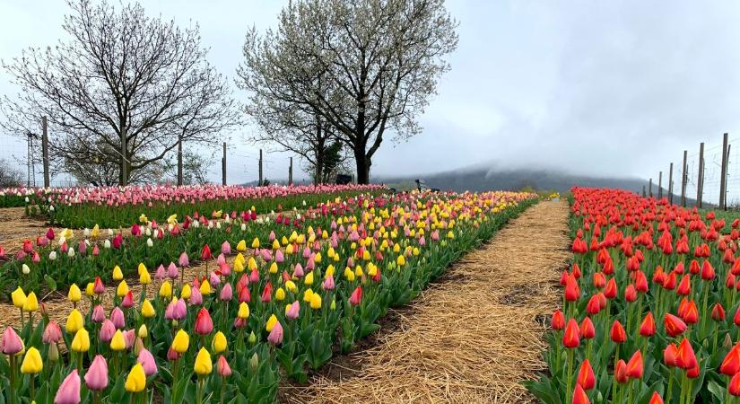 Tulipánkert: ezer színben pompázó virágok