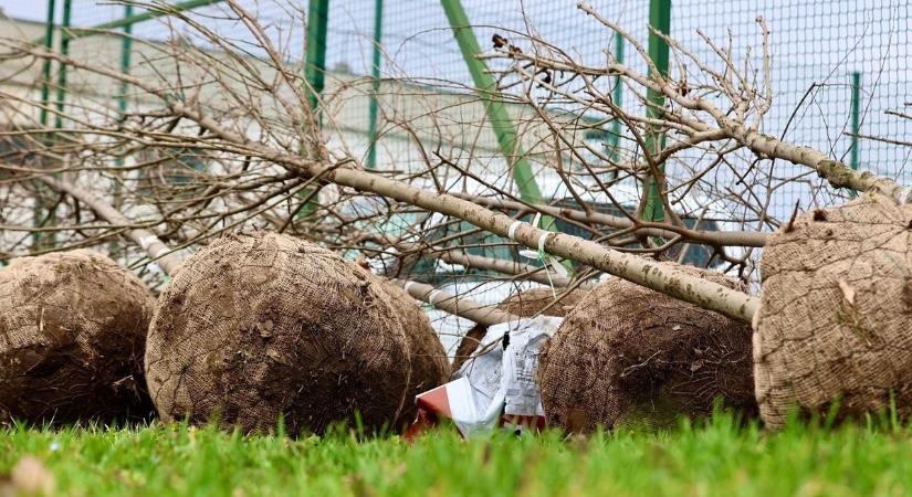 Különös gödrök jelentek meg Szolnok-szerte, egy városi cég tudatta, mit tesznek az ügyben