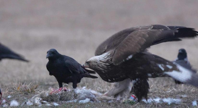 Finnországban gyűrűzött szirti sas látogatott a Körös-Maros Nemzeti Parkba