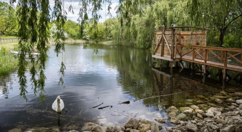 Öt kis jövevénnyel bővült a pákozdi vadaspark