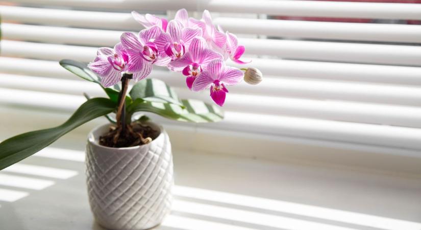 3 cm szárrészből így nevelhetsz életerős orchideát