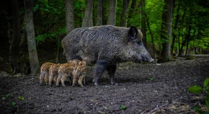 A rendőrség engedélyt adott a belterületi vadászatra