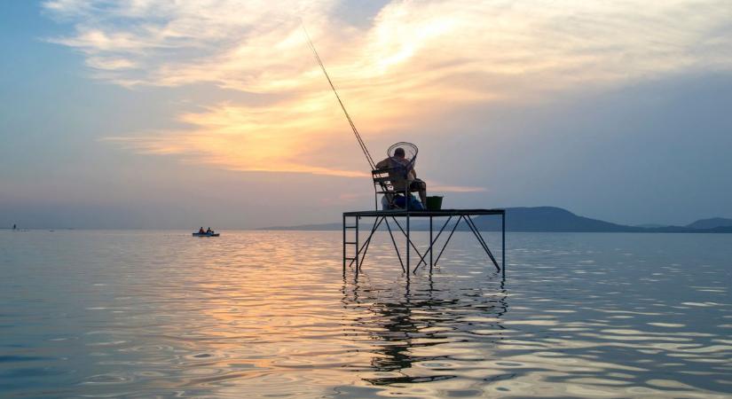 Több mint ezer elpusztult süllőt halásztak ki a Balatonból négy nap alatt