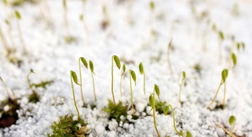 Nem csak a hó, graupel is esik! - videó