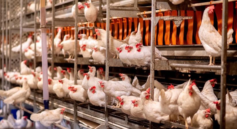 Riasztó figyelmeztetést adott ki az ENSZ: az emlősökre, így az emberekre is egyre veszélyesebb a madárinfluenza