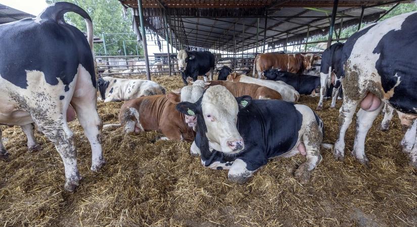 Feloldották a korlátozást: keddtől ismét szállíthatók állatok Csehországba