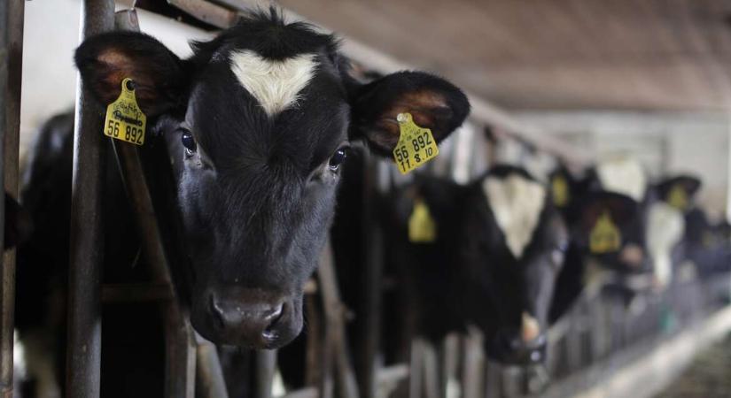 Száj- és körömfájás: virológus segít megérteni, mekkora a baj