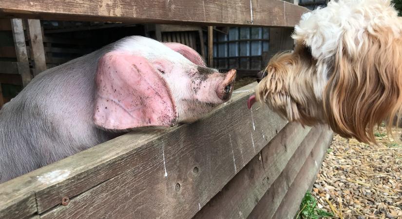 Száj- és körömfájás: veszélyben lehetnek a kutyák?