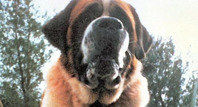 A netflixes Cujo lehet a világ egyik legnyomasztóbb filmje, ha tényleg ez a direktor rendezi