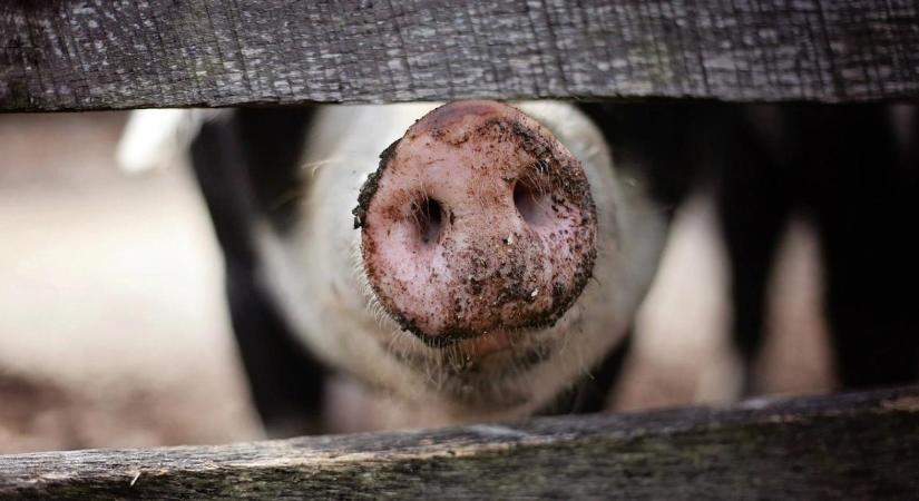 Kismalacokat vert agyon vascsővel egy férfi Hajdú-Biharban