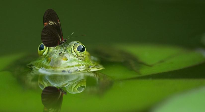 Lakossági felhívás: békákat otthon is menthetünk és segíthetünk!