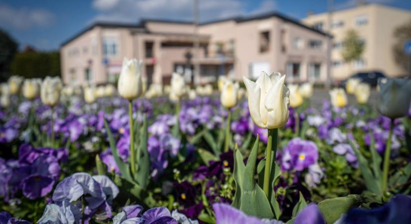 Változtat a parkgondozáson a DC Dunakom Zrt.